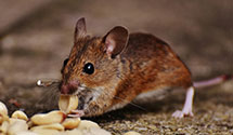 24 Hour & Emergency Exterminators in Herscher, IL